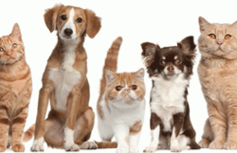 staff councils pet supply drive