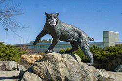 UNH Wildcat