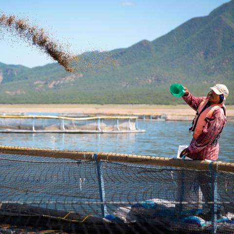 man feeding fish at a BAP-certified farm